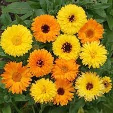 Calendula Flower seeds for Planting Seasonal Bloomer Heirloom & GMO Free Seeds for Home Garden
Sale for planting in home garden