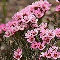 Geraldton Wax Flower seeds for Planting - Drought Tolerant, Heirloom & GMO Free Seeds for Home Garden
Sale seeds for planting in home garden