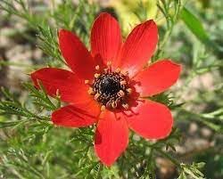 Adonis Flower seeds for Planting - Garden Favorite, Heirloom & GMO Free Seeds for Home Garden
Sale for planting in home garden.