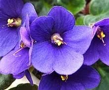 Saintpaulia Flower seeds for Planting - Shade Tolerant, Heirloom & GMO Free Seeds for Home Garden
Sale for planting in home garden