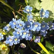 Fairy Mirror Blue Gem Flower seeds for Planting - Easy to Grow, Heirloom & GMO Free Seeds for Home Garden
Sale seeds for planting in home garden