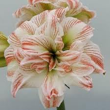 Amaryllis Barbados Flower seeds for Planting - Bright Blooms, Heirloom & GMO Free Seeds for Home Garden
Sale seeds for home garden