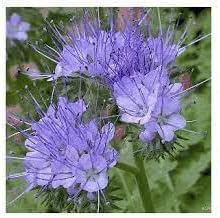 Lacy Phacelia Flower seeds for Planting Sun Loving Heirloom & GMO Free Seeds for Home Garden
Sale for planting in home garden
