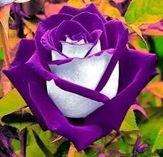 Violet White Rose Flower seeds for Planting - Seasonal Bloomer, Heirloom & GMO Free Seeds for Home Garden
Sale seeds for home garden