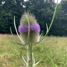 Dipsacus Flower seeds for Planting - Wildflower Mix, Heirloom & GMO Free Seeds for Home Garden
Sale for planting in home garden.