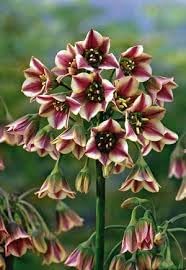 Nectaroscordum Flower seeds for Planting - Fragrant Blossoms, Heirloom & GMO Free Seeds for Home Garden
Sale seeds for planting in home garden