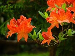 Azalea Flower seeds for Planting - Low Maintenance, Heirloom & GMO Free Seeds for Home Garden
Sale seeds for home garden
