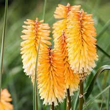 Kniphofia Flower seeds for Planting Cut Flower Favorite Heirloom & GMO Free Seeds for Home Garden
Sale for planting in home garden