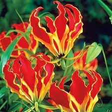 Gloriosa Flower seeds for Planting - Shade Tolerant, Heirloom & GMO Free Seeds for Home Garden
Sale seeds for planting in home garden