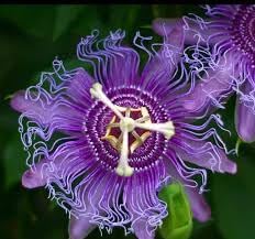 Passion Flower seeds for Planting Low Maintenance Heirloom & GMO Free Seeds for Home Garden
Sale for planting in home garden