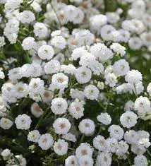 Yarrow Superior Flower seeds for Planting Bright Blooms Heirloom & GMO Free Seeds for Home Garden
Sale for planting in home garden