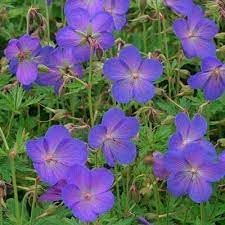 Cranesbill Geranium Flower seeds for Planting - Cut Flower Favorite, Heirloom & GMO Free Seeds for Home Garden
Sale seeds for home garden