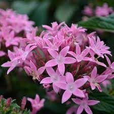Penta Flower seeds for Planting - Fragrant Blossoms, Heirloom & GMO Free Seeds for Home Garden
Sale for planting in home garden