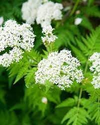 Cicely Flower seeds for Planting - Vibrant Colors, Heirloom & GMO Free Seeds for Home Garden
Sale seeds for planting in home garden
