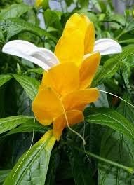 Yellow Pachystachys Lutea Flower seeds for Planting - Easy to Grow, Heirloom & GMO Free Seeds for Home Garden
Sale for planting in home garden