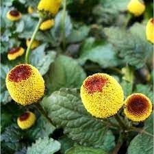 Acmella Flower seeds for Planting - Cut Flower Favorite, Heirloom & GMO Free Seeds for Home Garden
Sale for planting in home garden