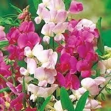 Heirloom Pea Flower seeds for Planting Wildflower Mix Heirloom & GMO Free Seeds for Home Garden
Sale for planting in home garden
