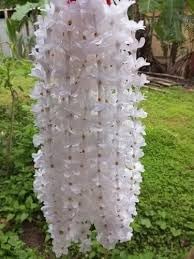 Rhynchostylis Retusa Alba Flower seeds for Planting Premium Quality Heirloom & GMO Free Seeds for Home Garden
Sale for planting in home garden