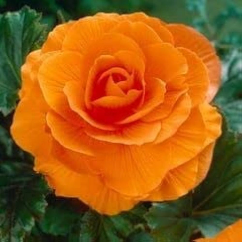 Camellia Orange Flower seeds for Planting - Vibrant Colors, Heirloom & GMO Free Seeds for Home Garden
Sale seeds for planting in home garden