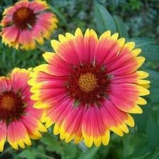 Gaillardia Flower seeds for Planting Vibrant Colors Heirloom & GMO Free Seeds for Home Garden
Sale for planting in home garden
