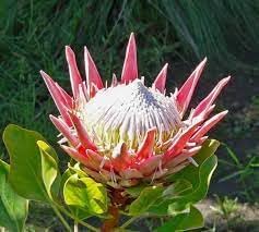 Protea Flower seeds for Planting - Sun Loving, Heirloom & GMO Free Seeds for Home Garden
Sale for planting in home garden