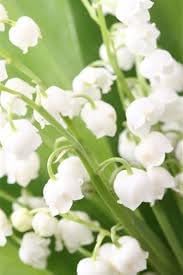Heirloom Bell Orchid Flower seeds for Planting Fragrant Blossoms Heirloom & GMO Free Seeds for Home Garden
Sale for planting in home garden