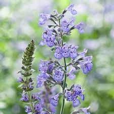 Nepeta Racemosa Flower seeds for Planting - Shade Tolerant, Heirloom & GMO Free Seeds for Home Garden
Sale seeds for planting in home garden