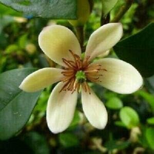 Cream Michelia Flower seeds for Planting - Cut Flower Favorite, Heirloom & GMO Free Seeds for Home Garden
Sale seeds for planting in home garden