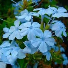 Plumbago Flower seeds for Planting - Cut Flower Favorite, Heirloom & GMO Free Seeds for Home Garden
Sale seeds for home garden