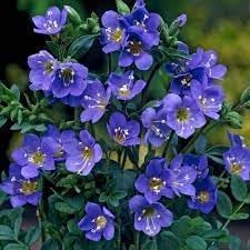 Jacobs Flower seeds for Planting Low Maintenance Heirloom & GMO Free Seeds for Home Garden
Sale for planting in home garden