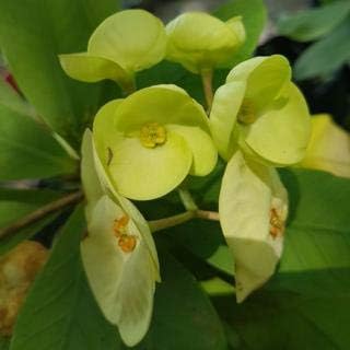 Green Euphorbia Milii Flower seeds for Planting - Cut Flower Favorite, Heirloom & GMO Free Seeds for Home Garden
Sale seeds for planting in home garden