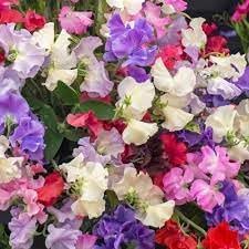 Odoratus Flower seeds for Planting - Drought Tolerant, Heirloom & GMO Free Seeds for Home Garden
Sale seeds for planting in home garden
