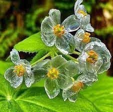 Skeleton Flower seeds for Planting - Drought Tolerant, Heirloom & GMO Free Seeds for Home Garden
Sale seeds for home garden