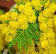 Mimosa Flower seeds for Planting - Sun Loving, Heirloom & GMO Free Seeds for Home Garden
Sale seeds for home garden