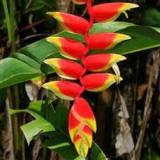 Heliconia Flower seeds for Planting - Cottage Garden Essential, Heirloom & GMO Free Seeds for Home Garden
Sale seeds for planting in home garden