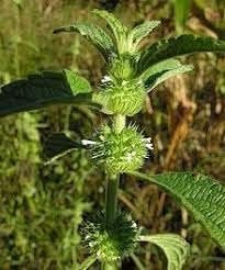 Hyptis Flower seeds for Planting - Sun Loving, Heirloom & GMO Free Seeds for Home Garden
Sale seeds for planting in home garden