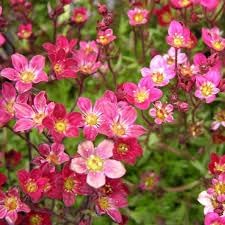 Saxifraga Moss Flower seeds for Planting - Perfect for Borders, Heirloom & GMO Free Seeds for Home Garden
Sale seeds for planting in home garden