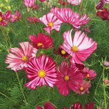 Cosmos Velouette Flower seeds for Planting Long Bloom Season Heirloom & GMO Free Seeds for Home Garden
Sale for planting in home garden