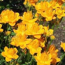 Trollius Flower seeds for Planting - Premium Quality, Heirloom & GMO Free Seeds for Home Garden
Sale seeds for planting in home garden