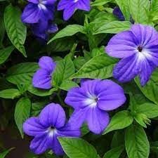 Heirloom Browallia Flower seeds for Planting Fragrant Blossoms Heirloom & GMO Free Seeds for Home Garden
Sale for planting in home garden