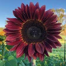 Sunflower Flower seeds for Planting Vibrant Colors Heirloom & GMO Free Seeds for Home Garden
Sale for planting in home garden
