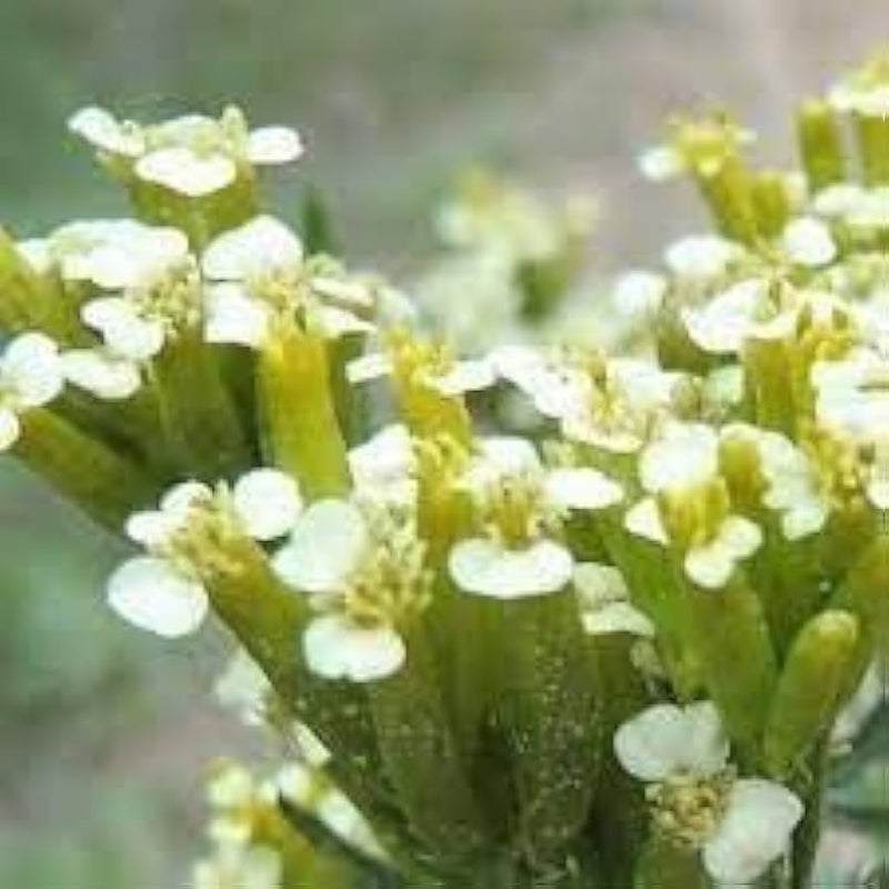 Huacatay Flower seeds for Planting - Compact Growth, Heirloom & GMO Free Seeds for Home Garden
Sale seeds for home garden