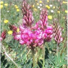 Heirloom Shoshone Flower seeds for Planting Colorful Display Heirloom & GMO Free Seeds for Home Garden
Sale for planting in home garden
