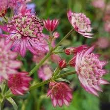 Masterwort Flower seeds for Planting - Garden Favorite, Heirloom & GMO Free Seeds for Home Garden
Sale seeds for home garden
