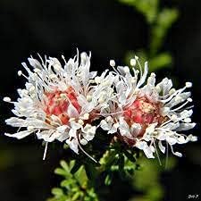 Dalea Pinnata Flower seeds for Planting - Compact Growth, Heirloom & GMO Free Seeds for Home Garden
Sale seeds for home garden