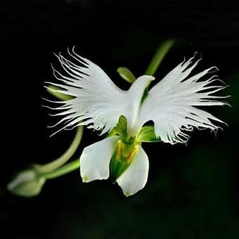 Japonesa Garza Flores Flower seeds for Planting - Vibrant Colors, Heirloom & GMO Free Seeds for Home Garden
Sale for planting in home garden
