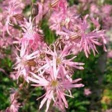 Heirloom Lychnis FlosCuculi Flower seeds for Planting Garden Favorite Heirloom & GMO Free Seeds for Home Garden
Sale for planting in home garden