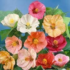 Abutilon Flower seeds for Planting Premium Quality Heirloom & GMO Free Seeds for Home Garden
Sale for planting in home garden