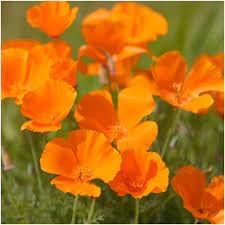 Cali Flower seeds for Planting Premium Quality Heirloom & GMO Free Seeds for Home Garden
Sale for planting in home garden