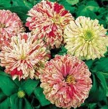 Elegans Peppermint Flower seeds for Planting Garden Favorite Heirloom & GMO Free Seeds for Home Garden
Sale for planting in home garden